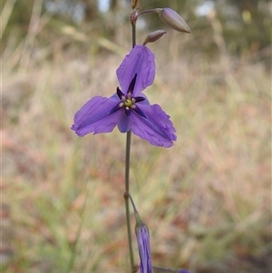 Arthropodium (genus) at Kambah, ACT - Today by HelenCross