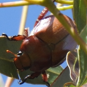 Anoplognathus sp. (genus) at Kambah, ACT - Today by HelenCross