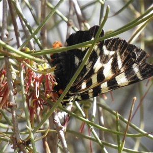Comocrus behri (Mistletoe Day Moth) at Kambah, ACT - Today by HelenCross