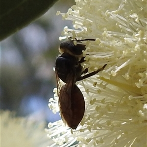 Unverified Bee (Hymenoptera, Apiformes) at Acton, ACT - Today by HelenCross