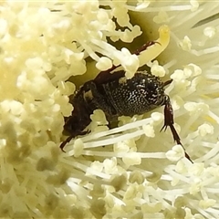 Microvalgus sp. (genus) (Flower scarab) at Acton, ACT - Yesterday by HelenCross