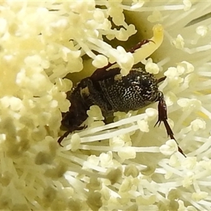 Microvalgus sp. (genus) (Flower scarab) at Acton, ACT - Today by HelenCross