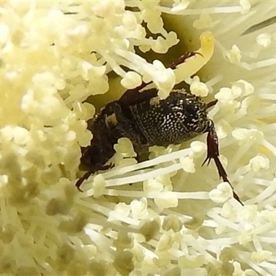 Microvalgus sp. (genus) (Flower scarab) at Acton, ACT - Yesterday by HelenCross