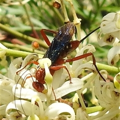 Unverified Wasp (Hymenoptera, Apocrita) at Acton, ACT - Yesterday by HelenCross