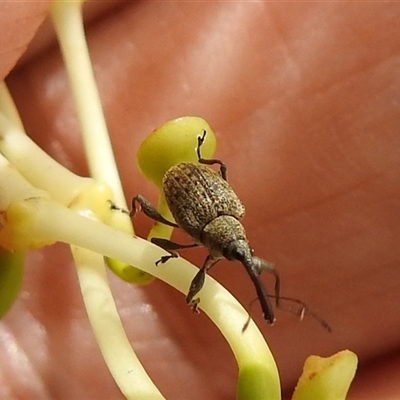 Meriphus fullo (Flower Weevil) at Acton, ACT - Yesterday by HelenCross