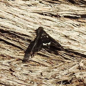 Unverified Bee fly (Bombyliidae) at Kambah, ACT - Today by HelenCross