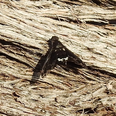 Unverified Bee fly (Bombyliidae) at Kambah, ACT - Yesterday by HelenCross