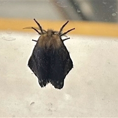 Epicoma (genus) (Unidentified Prominent moth) at Aranda, ACT - 8 Dec 2025 by KMcCue