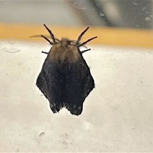 Epicoma (genus) at Aranda, ACT - Today by KMcCue