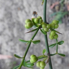 Discaria pubescens at Kambah, ACT - Yesterday by HelenCross