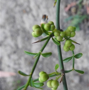 Discaria pubescens at Kambah, ACT - Today by HelenCross