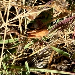 Oedaleus australis (Australian Oedaleus) at Yarralumla, ACT - 7 Dec 2025 by KMcCue