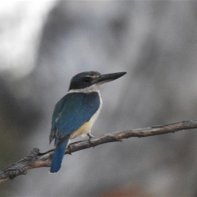 Todiramphus sanctus at Kambah, ACT - Yesterday by HelenCross
