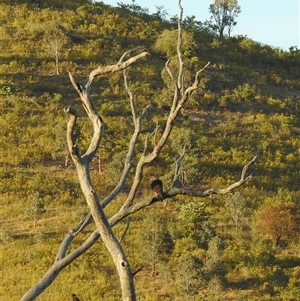 Falco berigora at Kambah, ACT - Today by HelenCross