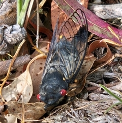 Psaltoda moerens (Redeye cicada) at Hawker, ACT - 8 Dec 2025 by sangio7
