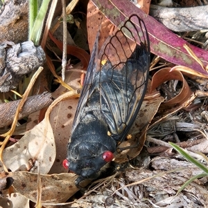 Psaltoda moerens (Redeye cicada) at Hawker, ACT - Today by sangio7