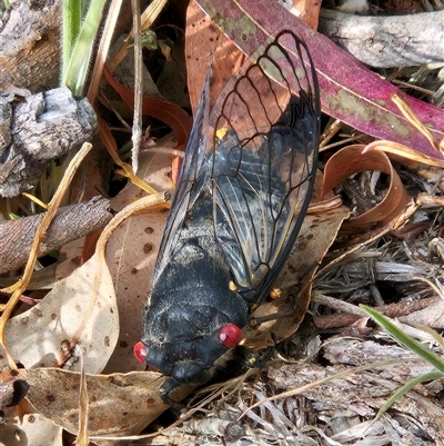 Psaltoda moerens (Redeye cicada) at Hawker, ACT - 8 Dec 2025 by sangio7