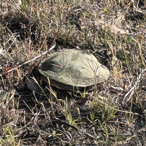 Chelodina longicollis (Eastern Long-necked Turtle) at Kambah, ACT - Yesterday by HelenCross