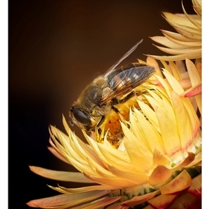 Unverified Hover fly (Syrphidae) by SimoneS