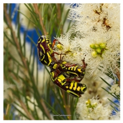 Eupoecila australasiae (Fiddler Beetle) at Yarralumla, ACT - 7 Dec 2025 by SimoneS