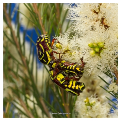 Eupoecila australasiae (Fiddler Beetle) at Yarralumla, ACT - 7 Dec 2025 by SimoneS
