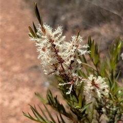 Melaleuca linariifolia at Hackett, ACT - 7 Dec 2025 by WalterEgo