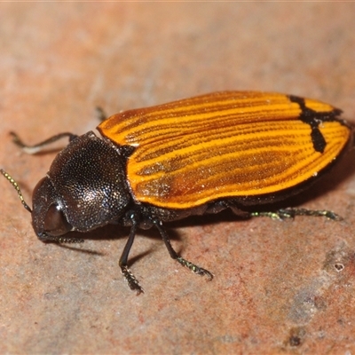 Castiarina balteata (A jewel beetle) at Yarralumla, ACT - 7 Dec 2025 by Harrisi
