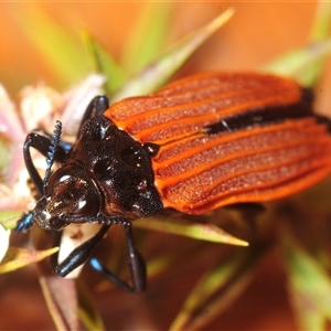 Castiarina nasuta (A jewel beetle) at Tinderry, NSW - 7 Dec 2025 by Harrisi