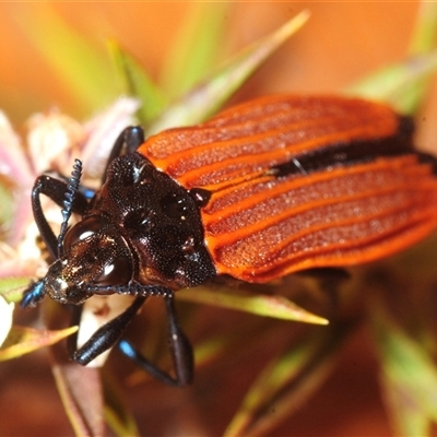 Castiarina nasuta (A jewel beetle) at Tinderry, NSW - 7 Dec 2025 by Harrisi