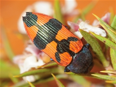 Castiarina kershawi (A jewel beetle) at Tinderry, NSW - 7 Dec 2025 by Harrisi