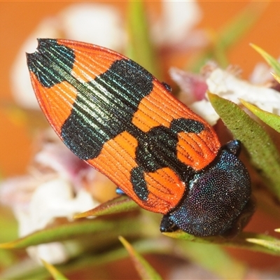 Castiarina kershawi (A jewel beetle) at Tinderry, NSW - 7 Dec 2025 by Harrisi