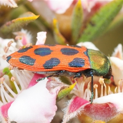 Castiarina octomaculata (A jewel beetle) at Tinderry, NSW - 6 Dec 2025 by Harrisi