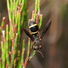 Unverified Wasp (Hymenoptera, Apocrita) at Wyanbene, NSW - 6 Dec 2025 by Harrisi