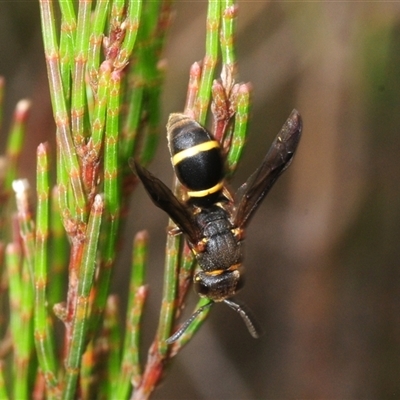 Unverified Wasp (Hymenoptera, Apocrita) at Wyanbene, NSW - 6 Dec 2025 by Harrisi