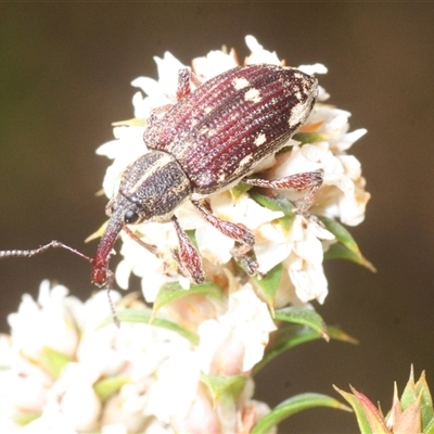 Aoplocnemis rufipes (A weevil) at Tinderry, NSW - 6 Dec 2025 by Harrisi