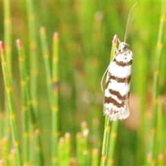Philobota impletella Group (A concealer moth) at Wyanbene, NSW - 6 Dec 2025 by Harrisi