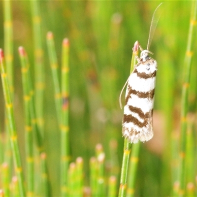 Philobota impletella Group (A concealer moth) at Wyanbene, NSW - 6 Dec 2025 by Harrisi