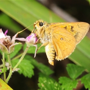 Trapezites eliena at Wyanbene, NSW - 6 Dec 2025 by Harrisi