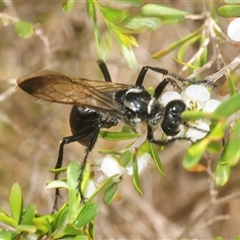 Sphex sp. (genus) at Wyanbene, NSW - 6 Dec 2025 by Harrisi