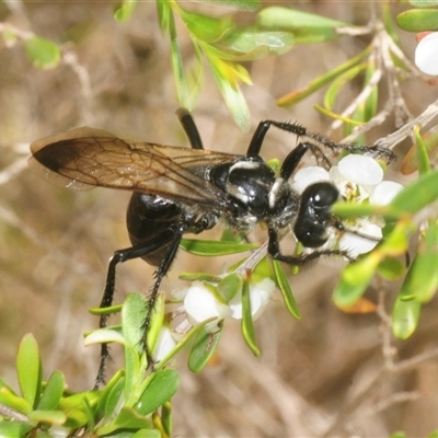 Sphex sp. (genus) at Wyanbene, NSW - 6 Dec 2025 by Harrisi