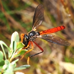 Neosaropogon sp. (genus) (A robber fly) at Krawarree, NSW - 6 Dec 2025 by Harrisi