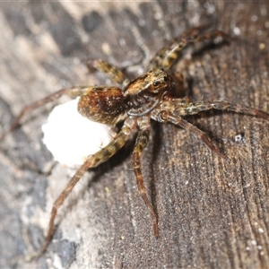 Artoria sp. (genus) at Berlang, NSW - 6 Dec 2025 by Harrisi