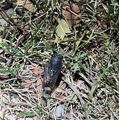 Yoyetta robertsonae (Clicking Ambertail) by JimL