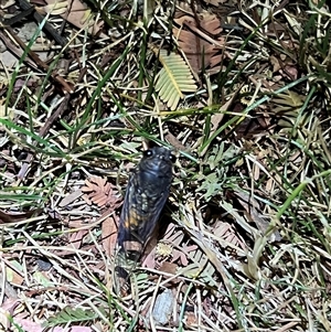 Yoyetta robertsonae (Clicking Ambertail) by JimL