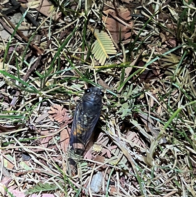 Yoyetta robertsonae (Clicking Ambertail) at  - suppressed by JimL