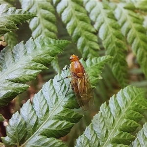 Unverified True fly (Diptera) at Paddys River, ACT - 5 Dec 2025 by Numbat