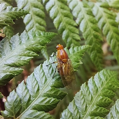 Unverified True fly (Diptera) at Paddys River, ACT - 5 Dec 2025 by Numbat