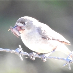 Aphelocephala leucopsis by HelenCross