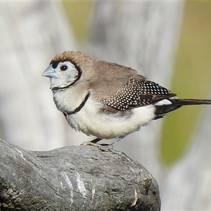 Stizoptera bichenovii (Double-barred Finch) at Kambah, ACT - Today by HelenCross
