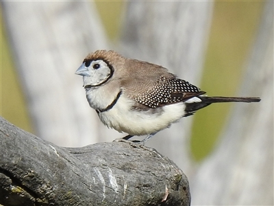 Stizoptera bichenovii (Double-barred Finch) at Kambah, ACT - Today by HelenCross